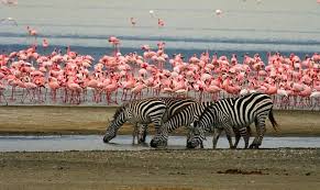 4 Day Mid-Range Tanzania Safari Tour