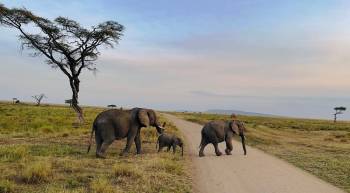 Ngorongoro Tour Packages