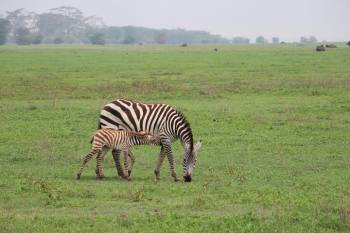 4 Days Fly In - Fly Out Great Migration Tour
