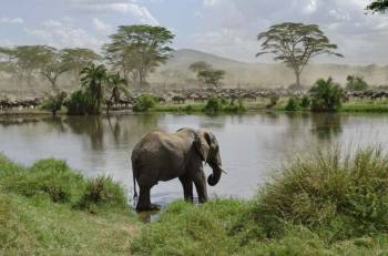 3 Day Tanzania Luxury Safari - A Journey Into Africa’s Wild Beauty