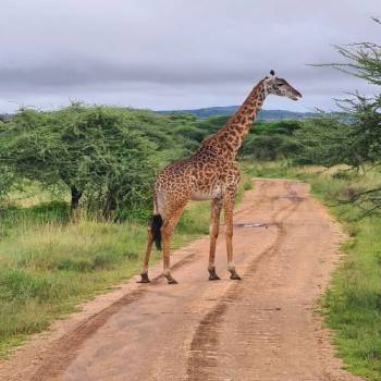 3 Day Tanzania Luxury Safari - A Journey Into Africa’s Wild Beauty