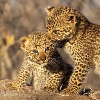 5 Day Tanzania Luxury Safari Tour