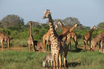 3 Day Mid-Range Tanzania Safari Tour