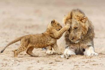 3 Day Mid-Range Tanzania Safari Tour
