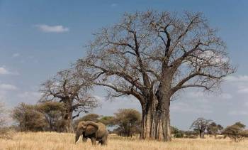 3 Day Mid-Range Tanzania Safari Tour