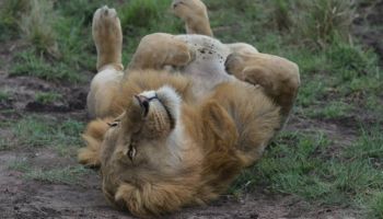 Into The Wild - A 5 Day Ultimate Maasai Mara Safari Adventure Tour