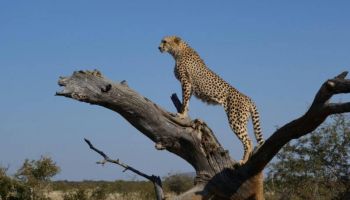 Ultimate 7D Safari - Masai Mara - Lake Nakuru - Tsavo Adventure Tour