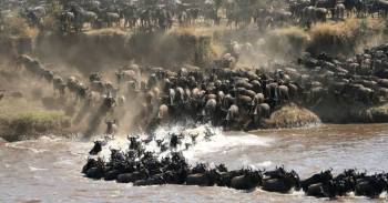 11 Days 10 Nights Ultimate Kilimanjaro & Safari Adventure