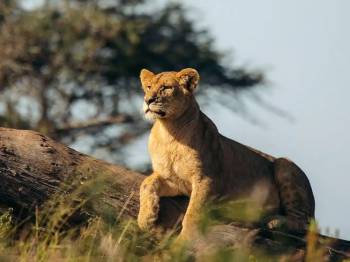 5 Days Tanzania Classic Safari Tour 5 Days Tanzania Classic Safari Tour