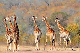 6 Days Best Of Tanzania Safari Tour 6 Days Best Of Tanzania Safari Tour
