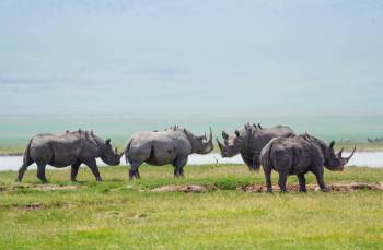 8D Tanzania Luxury Safari - The Ultimate African Wildlife Adventure Tour 8D Tanzania Luxury Safari - The Ultimate African Wildlife Adventure Tour