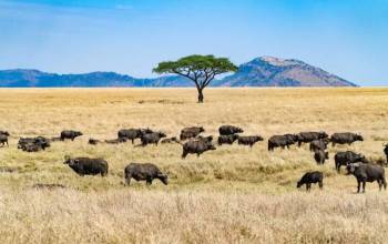10 Day Tanzania Safari - Zanzibar Beach Tour 10 Day Tanzania Safari - Zanzibar Beach Tour