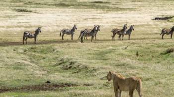 12-Day Great Migration Safari Tour 12-Day Great Migration Safari Tour