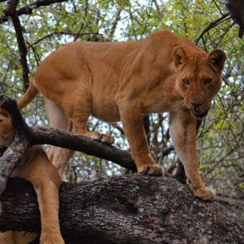 Lake Manyara National Park Day Trip Lake Manyara National Park Day Trip