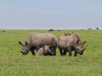 Ngorongoro Crater Day Trip Ngorongoro Crater Day Trip