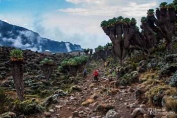 8 Days Lemosho Route - Climbing Kilimanjaro Tour
