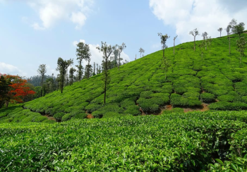 Coorg - Wayanad 4 Nights 5 Days Tour