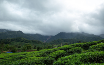 Wayanad - Calicut 3 Nights 4 Days Tour