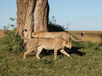 Explore Masai Mara & Lake Nakuru national Parks