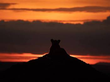 Explore Masai Mara & Lake Nakuru national Parks