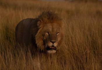 Masai Mara, Lake Nakuru, Lake Naivasha & Amboseli National Parks