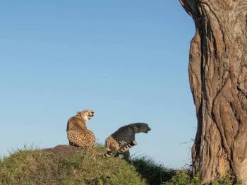 Ol Pejeta Conservancy