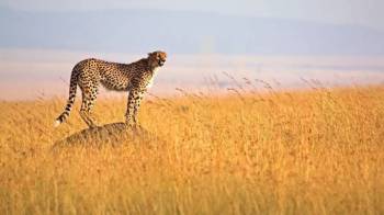 3 Day Masai Mara - Budget - Game Drive Tour