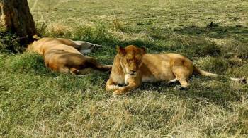 3 Nights 4 Days Masai Mara & Lake Nakuru National Park