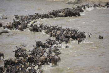 7 Days - 6 Nights Tanzania Safaris Tour 7 Days - 6 Nights Tanzania Safaris Tour