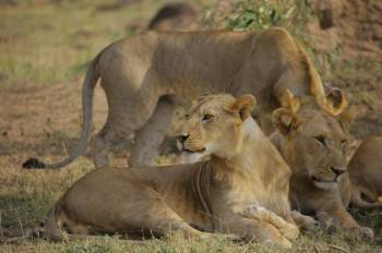 9 Days - 8 Nights Tanzania Wildlife Safaris - Cultural Tour 9 Days - 8 Nights Tanzania Wildlife Safaris - Cultural Tour