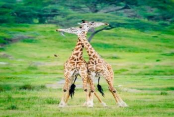 4-Day Budget Tarangire - Serengeti - Ngorongoro Tour