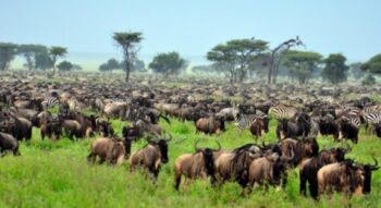 3Days Winter Migration Serengeti And Ngorongoro Safari Tour