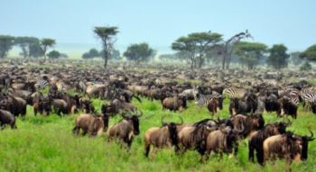 Ngorongoro Tour Packages