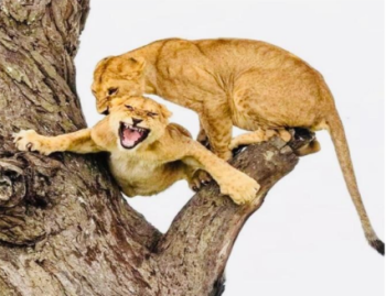 Ngorongoro Tour Packages