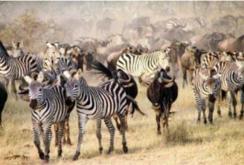 4-Day Wildlife Safari Ngorongoro - Serengeti - Tarangire Budget Tour