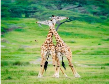 4-Day Tarangire - Serengeti - Ngorongoro Mid-Range Safari Tour