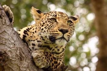 10 Day Luxury Travel Two Tanzania And Rwanda Tour