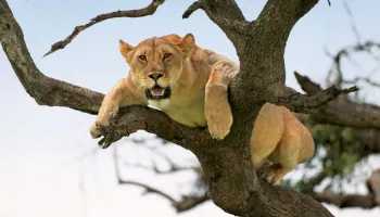 13 Day Luxury Travel Tanzania And Kenya Tour