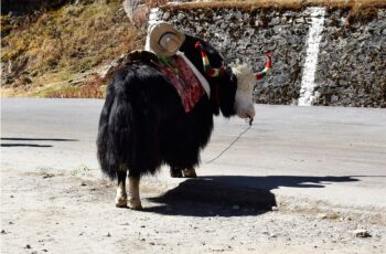 Gangtok - Nathula - Zuluk 4N 5D Tour