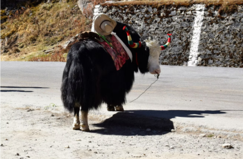 Gangtok - Nathula - Zuluk 4N 5D Tour