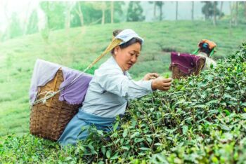 Darjeeling - Mirik 4N - 5D Tour