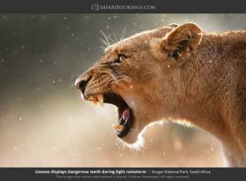 Ngorongoro Tour Packages