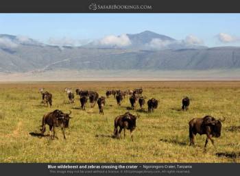 6-Day Highlights of Tanzania Mid-Range Safari