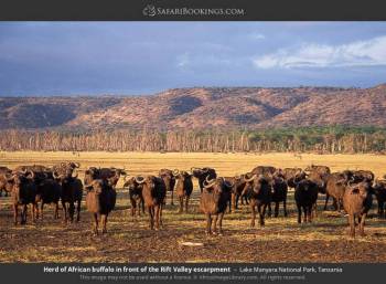 6-Day Highlights of Tanzania Mid-Range Safari