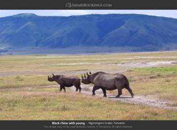 6-Day Highlights of Tanzania Mid-Range Safari