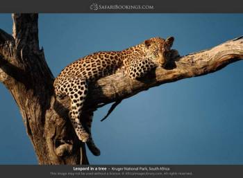 6-Day Highlights of Tanzania Mid-Range Safari