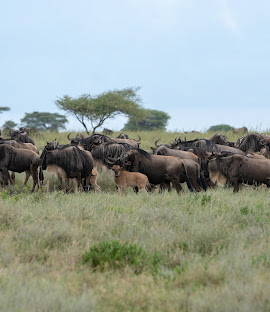 7 Days Across the Serengeti Experience the Thrill of Nature’s Greatest Migration