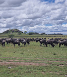 7 Days Across the Serengeti Experience the Thrill of Nature’s Greatest Migration
