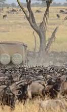 7 Days Across the Serengeti Experience the Thrill of Nature’s Greatest Migration