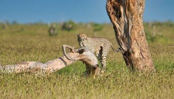 Manyara Tour Packages